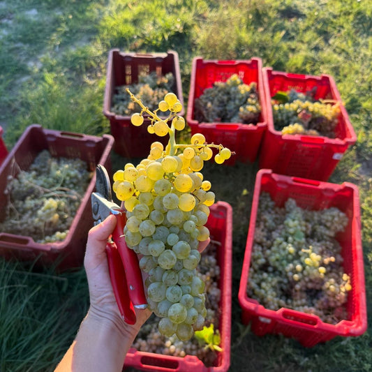 The Harvest is in!